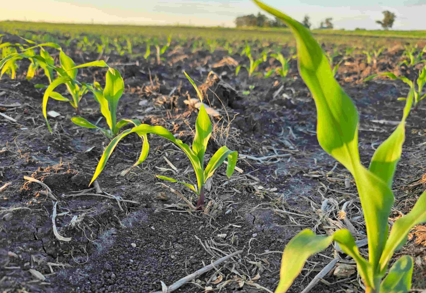 Mazzilli expondrá sobre las “luces verdes” y las “amarillas o rojas” del sistema agrícola